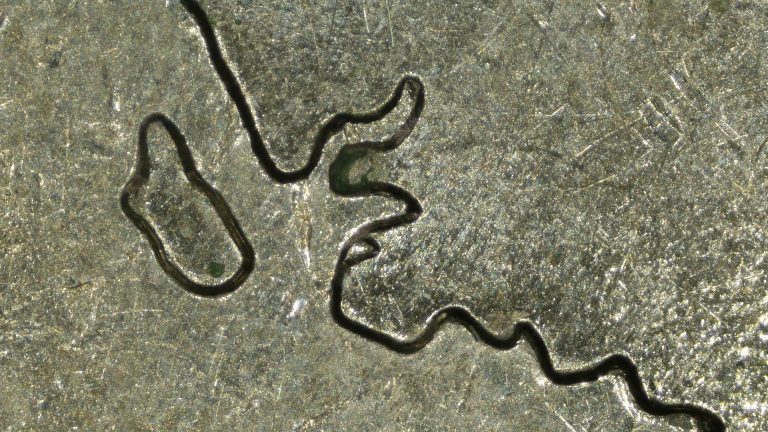 2007 Wyoming quarter doubled saddle variety showing separation on the saddle handle